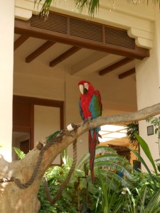 There are many beautiful parrots and exotic birds throughout the grounds.